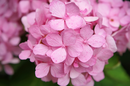 Macro image, Close up pink Hydrangea flower.の写真素材