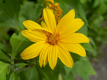Yellow Mexican sunflower or Tithonia diversifolia flower.の写真素材