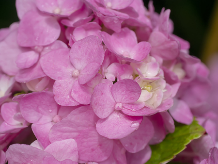 Macro image, Close up pink Hydrangea flower.の写真素材