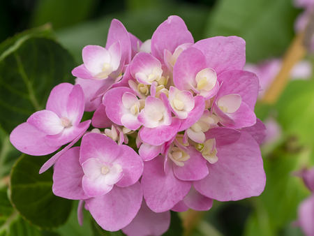 Macro image, Close up pink Hydrangea flower.の写真素材