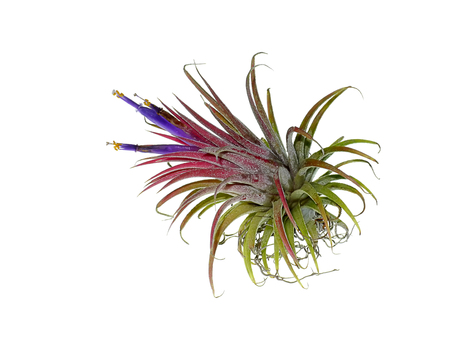 Close up Tillandsia air plant with flower on white background.の写真素材