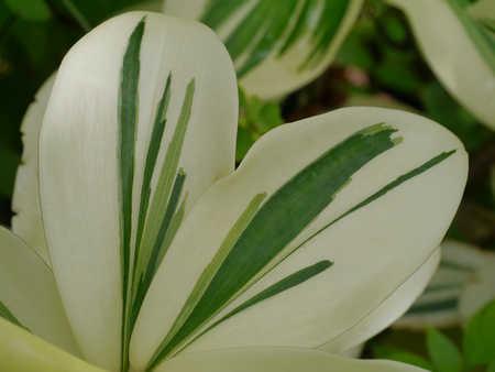 Close up leaves of Indian Head Ginger. (Cheilocostus speciosus)の写真素材