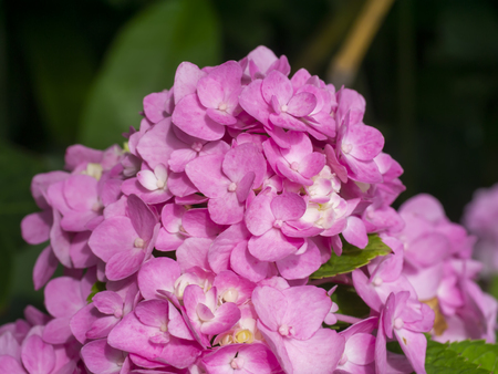 Macro image, Close up pink Hydrangea flower.の写真素材