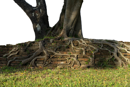 Big roots on the old brick with white background.の写真素材