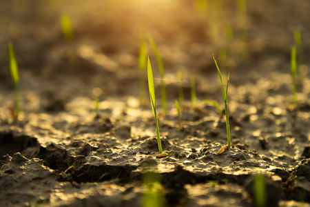 Macro of Rice seedlings are growing on the ground with sunlight.の写真素材