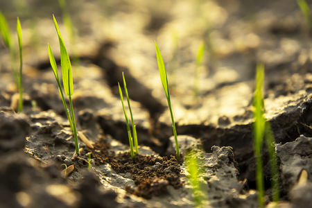 Macro of Rice seedlings are growing on the ground.の写真素材