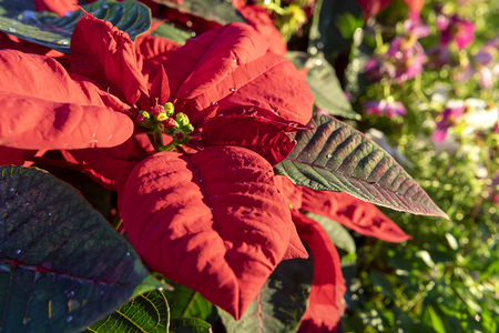 Close up Poinsettia tree in the morning with light. (Scientific name Euphorbia pulcherrima)の写真素材