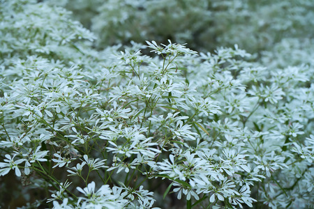 Close up White Christmas tree background. (Scientific name Euphorbia Ieucocephala Lotsy)の写真素材