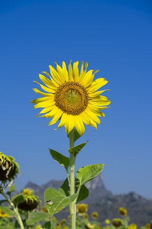Close up The Sunflower with blue sky background.の写真素材
