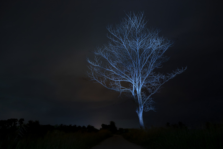 Death tree in the night with blue light on the branch and blur sky background.の写真素材