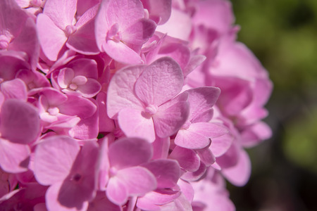 Macro image, Close up pink Hydrangea flower.の写真素材