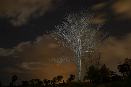Death tree in the night with light on branch and orange cloud background.の写真素材