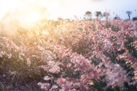 The flower grass with sunlight and floating light on blur background.の写真素材