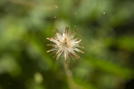 Soft focus the seeds of Coat buttons or Mexican daisy flower with sunlight and floating light. (Scientific name Tridax procumbens)の写真素材