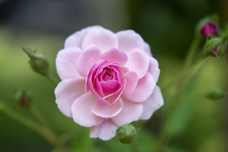 Close up pink of Damask Rose flower with green blur background. (Rosa damascena)