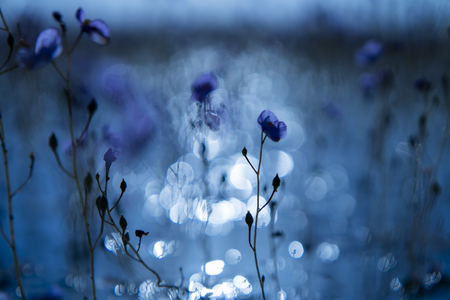 Close up silhouette the Underwater flower of Utricularia warburgii plant or Lentibulariaceae in blur background with bokeh and blue light.の写真素材