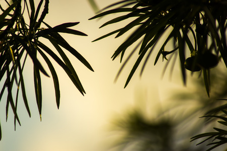Silhouette of Yellow Oleander tree. (Scientific name Cascabela thevetia)の写真素材