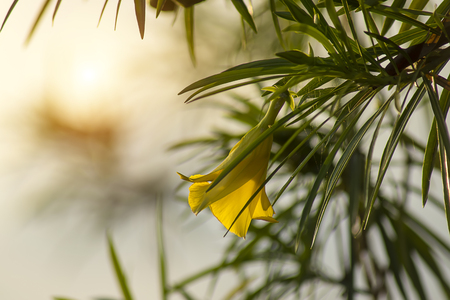 Silhouette of Yellow Oleander tree. (Scientific name Cascabela thevetia)の写真素材
