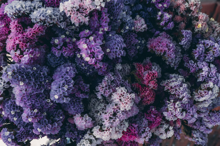 Soft focus image of Marsh Rosemary, Sea Lavender or Statice flower background in darky rain color. (Scientific name - Limonium sinuatum)の写真素材