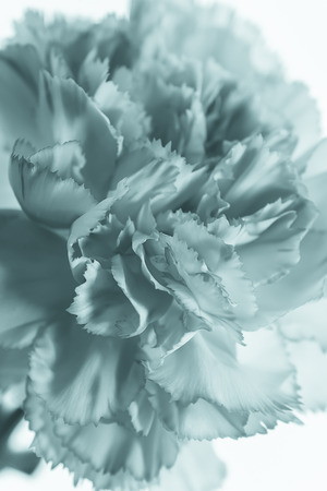 Close up Carnation flower in porcelain color tone. (Dianthus caryophyllus)の写真素材