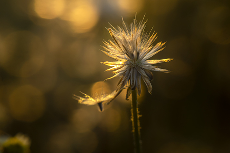 Soft focus the seeds of Coat buttons or Mexican daisy flower with sunlight on dark background. (Scientific name Tridax procumbens)の写真素材