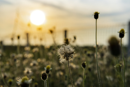 Soft focus the seeds of Coat buttons or Mexican daisy flower with sunlight. (Scientific name Tridax procumbens)の写真素材