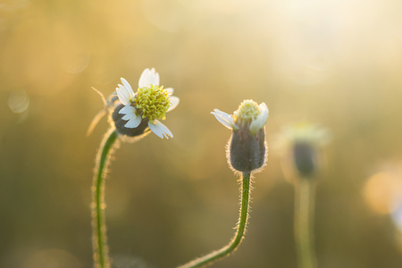 Soft focus the seeds of Coat buttons or Mexican daisy flower with sunlight. (Scientific name Tridax procumbens)の写真素材