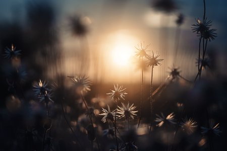 Soft focus the seeds of Coat buttons or Mexican daisy flower with sunlight in vintage color tone. (Scientific name Tridax procumbens)の写真素材