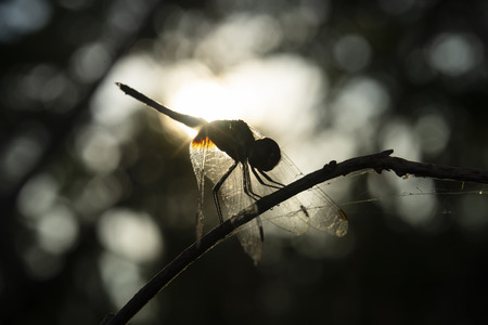 Silhouette dragonfly on branch with bokeh and blur background.の写真素材