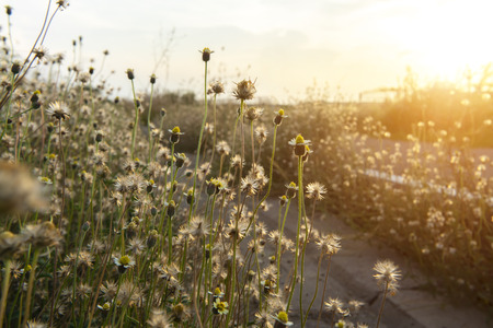 Soft focus the seeds of Coat buttons or Mexican daisy flower with sunlight. (Scientific name Tridax procumbens)の写真素材