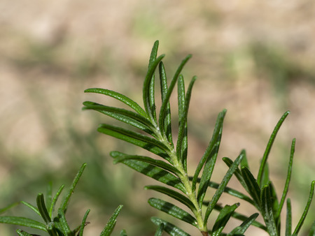 Close up of Rosemary plant with blur background. (Rosmarinus officinalis)