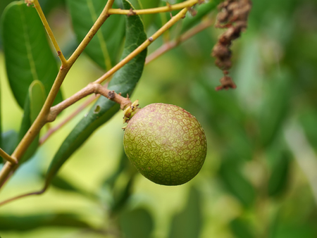 Close up a Longan fresh on longan tree. (Dimocarpus longan)の写真素材