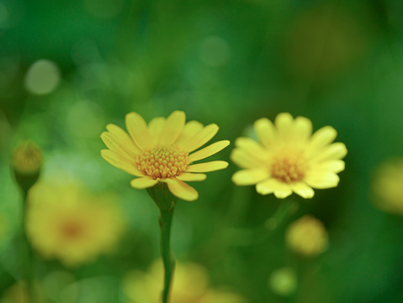 Close up Dahlberg daisy flower (Scientific name Thymophylla tenuiloba).の写真素材