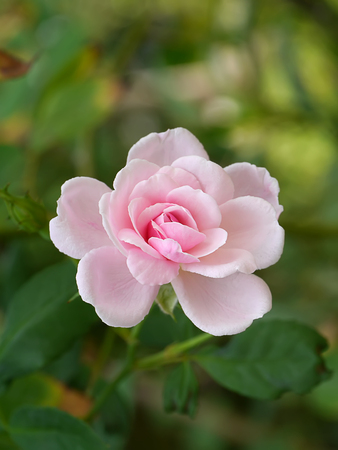 Close up pink of Damask Rose flower with green blur background. (Rosa damascena)の写真素材
