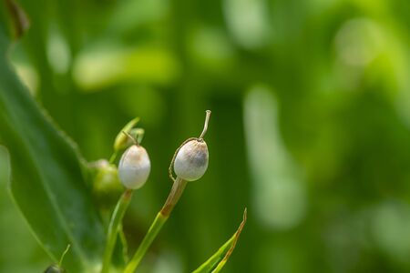 Close up of Jobs tears seeds. (Coix lacryma-jobi)