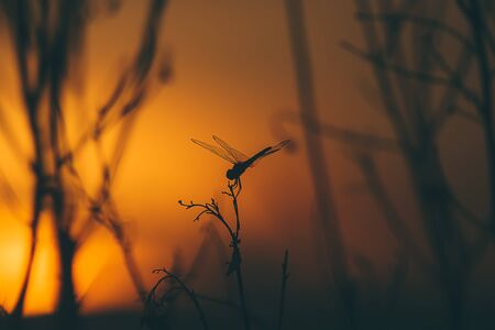 Silhouette of Dragonfly on branch with sunlight and blur background in vintage matte color tone.の写真素材