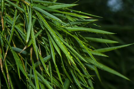 Fresh bamboo leaves with water drop.の写真素材