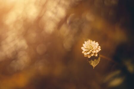 Close up a Gomphrena weed flower in blur background with darky sunset light filter. (Gomphrena...