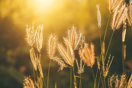 Soft focus of Swollen finger grass with sunlight in blur background. (Chloris barbata plant)の写真素材