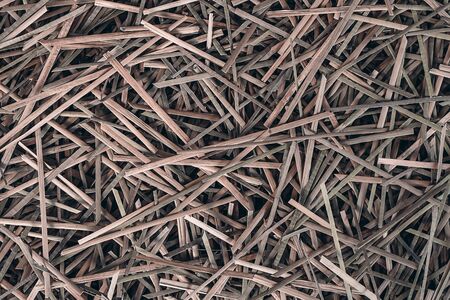 Close up of dry sedge plant (Scientific name Lepironia articalata)