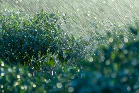 Green chili plant with rain fall and bokeh light in rains season. un-focus on this image.の写真素材