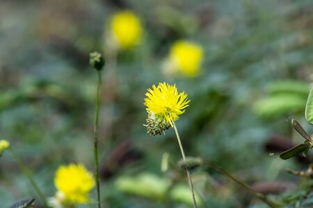 Close up pollen yellow flower of water sensitive plant (Neptunia javanica Miq.)
