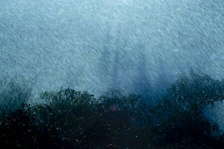 Silhouette plant in the Rain fall with light.