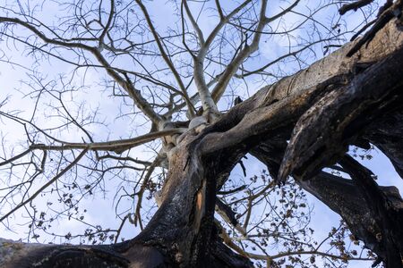 Close up branch of death tree with blue sky background