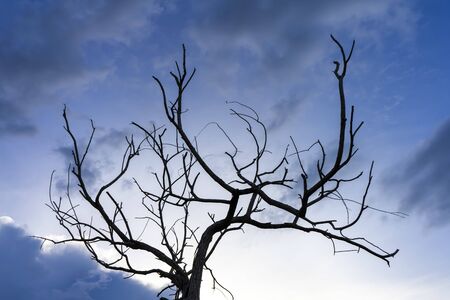 Close up branch of death tree with blue sky background