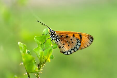 Closeup orange butterfly on green leaves with blur background.