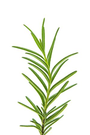 Close up of Rosemary plant on white background. (Rosmarinus officinalis)の写真素材