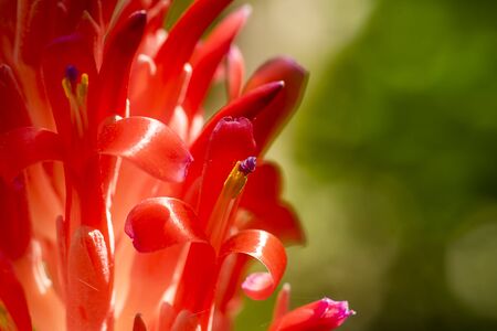 Close up pollen of Bromeliads flower (Scientific name Aechmea fasciata) with blur background.