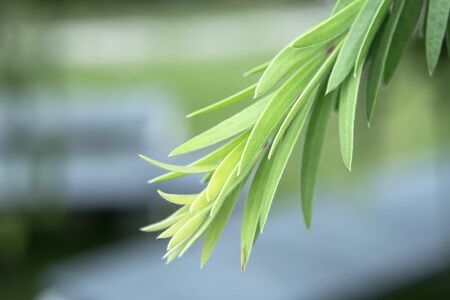 Soft focus Weeping Bottle Brush leaves on blur background. (Callistemon Viminalis)