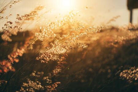 Soft flower grass with sunlight in vintage color tone. Un-focus on this image.の写真素材